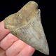 Great White Shark Tooth 2.70 Megalodon Teeth Era Real Fossil Unrestored
