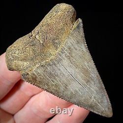 Great White Shark Tooth 2.70 Megalodon Teeth Era Real Fossil unrestored