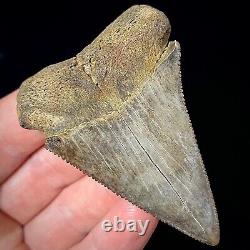 Great White Shark Tooth 2.70 Megalodon Teeth Era Real Fossil unrestored