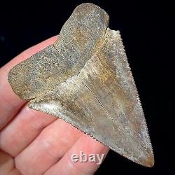 Great White Shark Tooth 2.70 Megalodon Teeth Era Real Fossil unrestored