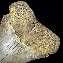 Great White Shark Tooth 2.70 Megalodon Teeth Era Real Fossil unrestored