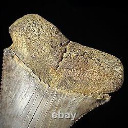 Great White Shark Tooth 2.70 Megalodon Teeth Era Real Fossil unrestored