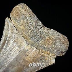Great White Shark Tooth 2.70 Megalodon Teeth Era Real Fossil unrestored