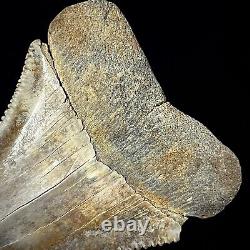 Great White Shark Tooth 2.70 Megalodon Teeth Era Real Fossil unrestored