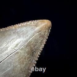 Great White Shark Tooth 2.70 Megalodon Teeth Era Real Fossil unrestored