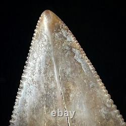 Great White Shark Tooth 2.70 Megalodon Teeth Era Real Fossil unrestored