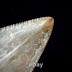 Great White Shark Tooth 2.70 Megalodon Teeth Era Real Fossil unrestored