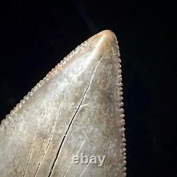 Great White Shark Tooth 2.70 Megalodon Teeth Era Real Fossil unrestored