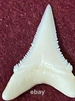 Great White Shark tooth DENTITION not a megalodon Fossil / Mako shark tooth
