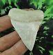 Great White Sharks Tooth 2 1/4'' Inch Baja Mexico No Restorations /megalodon