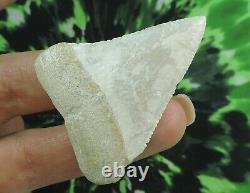 Great White Sharks Tooth 2 1/4'' inch Baja Mexico NO RESTORATIONS /megalodon