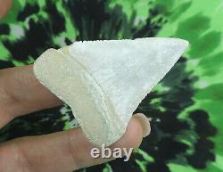 Great White Sharks Tooth 2 1/4'' inch Baja Mexico NO RESTORATIONS /megalodon