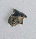 Greenland Shark Tooth Fossil Microcephalus Somniosus Belgium Not Megalodon