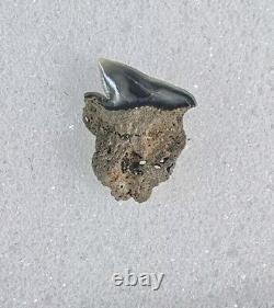 Greenland Shark Tooth Fossil Microcephalus Somniosus Belgium Not Megalodon