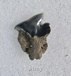 Greenland Shark Tooth Fossil Microcephalus Somniosus Belgium Not Megalodon