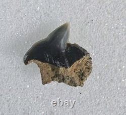 Greenland Shark Tooth Fossil Microcephalus Somniosus Belgium Not Megalodon