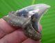 Hemipristis Shark Tooth Xxl Over 2 In. Monster Size Real Fossil