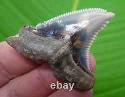 HEMIPRISTIS SHARK TOOTH XXL OVER 2 in. MONSTER SIZE REAL FOSSIL