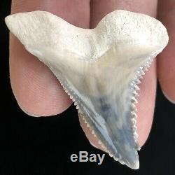 HEMIPRISTIS Shark Tooth Fossil BONE VALLEY Snaggletooth Megalodon Era