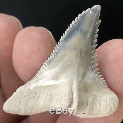 HEMIPRISTIS Shark Tooth Fossil BONE VALLEY Snaggletooth Megalodon Era