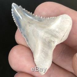 HEMIPRISTIS Shark Tooth Fossil BONE VALLEY Snaggletooth Megalodon Era