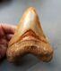 High End Megalodon Tooth 14.5cm / 5.7 Inch