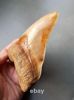 HIGH END Megalodon Tooth 14.5cm / 5.7 Inch