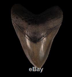 HIGH QUALITY, BIG 6-5/16 Megalodon upper jaw PRINCIPAL ANTERIOR tooth from SC