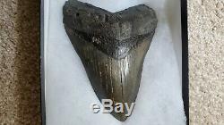 HIGH QUALITY, BIG 6-5/16 Megalodon upper jaw PRINCIPAL ANTERIOR tooth from SC