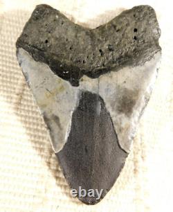 HUGE! 100% Natural FOUR Million Year Old! MEGALODON Shark Tooth Fossil 192gr