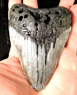 HUGE! 100% Natural FOUR Million Year Old! MEGALODON Shark Tooth Fossil 192gr