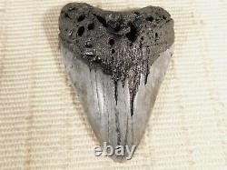 HUGE! 100% Natural FOUR Million Year Old! MEGALODON Shark Tooth Fossil 192gr