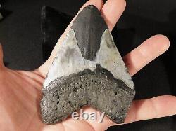 HUGE! 100% Natural FOUR Million Year Old! MEGALODON Shark Tooth Fossil 192gr