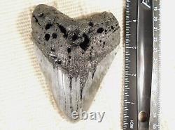 HUGE! 100% Natural FOUR Million Year Old! MEGALODON Shark Tooth Fossil 192gr