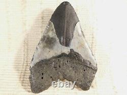 HUGE! 100% Natural FOUR Million Year Old! MEGALODON Shark Tooth Fossil 192gr