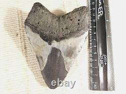 HUGE! 100% Natural FOUR Million Year Old! MEGALODON Shark Tooth Fossil 192gr