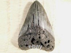 HUGE! 100% Natural FOUR Million Year Old! MEGALODON Shark Tooth Fossil 192gr