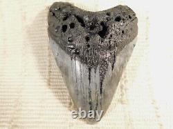 HUGE! 100% Natural FOUR Million Year Old! MEGALODON Shark Tooth Fossil 192gr