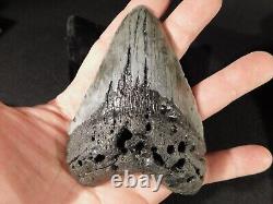 HUGE! 100% Natural FOUR Million Year Old! MEGALODON Shark Tooth Fossil 192gr