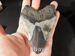 HUGE! 100% Natural FOUR Million Year Old! MEGALODON Shark Tooth Fossil 192gr