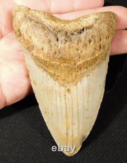 HUGE! 100% Natural FOUR Million Year Old! MEGALODON Shark Tooth Fossil 226gr
