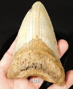 HUGE! 100% Natural FOUR Million Year Old! MEGALODON Shark Tooth Fossil 226gr