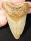 Huge! 100% Natural Four Million Year Old! Megalodon Shark Tooth Fossil 226gr
