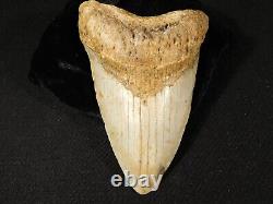 HUGE! 100% Natural FOUR Million Year Old! MEGALODON Shark Tooth Fossil 226gr