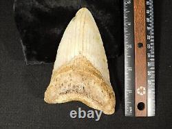 HUGE! 100% Natural FOUR Million Year Old! MEGALODON Shark Tooth Fossil 226gr