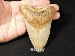 HUGE! 100% Natural FOUR Million Year Old! MEGALODON Shark Tooth Fossil 226gr