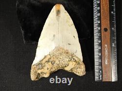 HUGE! 100% Natural FOUR Million Year Old! MEGALODON Shark Tooth Fossil 226gr