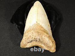 HUGE! 100% Natural FOUR Million Year Old! MEGALODON Shark Tooth Fossil 226gr