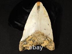 HUGE! 100% Natural FOUR Million Year Old! MEGALODON Shark Tooth Fossil 226gr