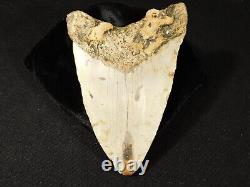 HUGE! 100% Natural FOUR Million Year Old! MEGALODON Shark Tooth Fossil 226gr